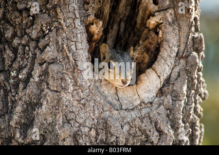 A young fox squirrel or Eastern Fox squirrel or Bryant’s squirrel rests and peeks out from inside its nest in the cavity of a tree. Oklahoma, USA. Stock Photo