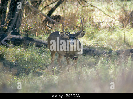 A large mule deer with full autumn antlers in a forest in northern New Mexico near the Philmont Boy Scout Ranch Stock Photo