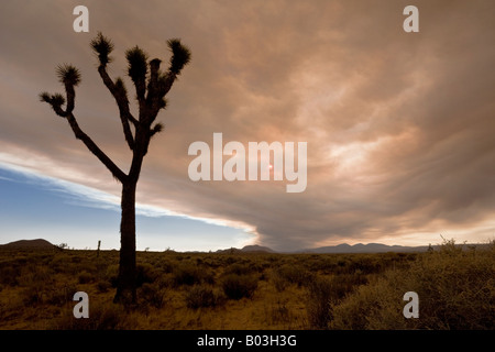 Dramatic, acrid smoke rising over a Joshua tree in Southern California, USA Stock Photo
