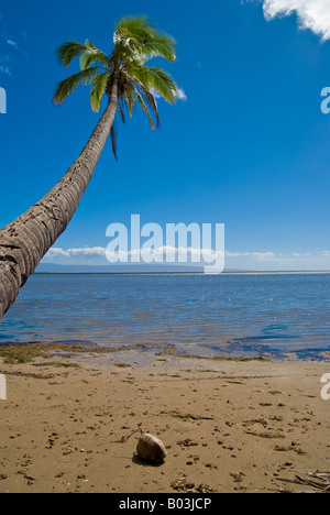 Long trunk of palm tree with coconut underneath with blue sky background from beach on Molokai Hawaii Stock Photo