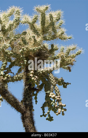 Teddy Bear Cholla Cactus Opuntia bigelovii Arizona USA