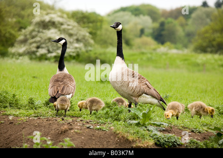 A pair of Canada Geese (Branta canadensis) stand guard while their goslings feed on the grass along the river bank. Stock Photo