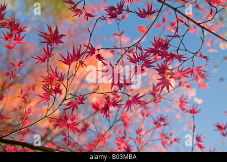 A red palmate Maple at the beginning of the Spring (France). Erable palmé rouge (Acer palmatum carminium) au printemps (France). Stock Photo