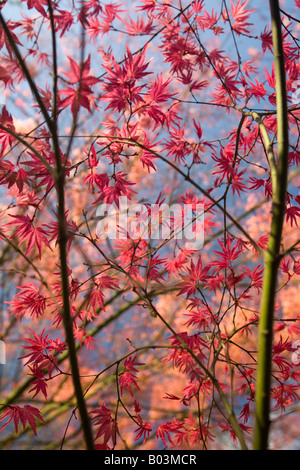 A red palmate Maple at the beginning of the Spring (France). Erable palmé rouge (Acer palmatum carminium) au printemps (France). Stock Photo