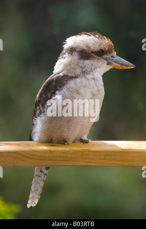 Juvenile kookaburra Stock Photo