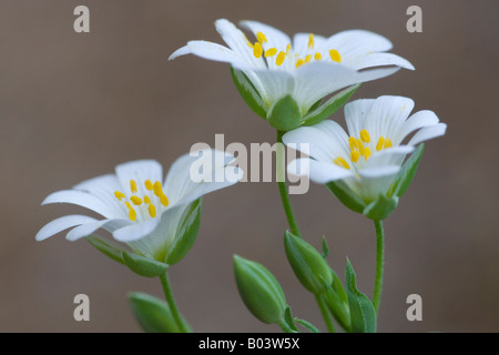 Three-nerved Sandwort, Dreinervige Nabelmiere (Moehringia trinervia) Stock Photo