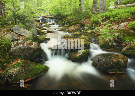 Kleine Ohe brook ditsch stream creek rivulet water lotic spring marsh fen national park bavaria forest Stock Photo