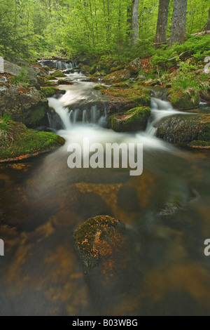 Kleine Ohe brook ditsch stream creek rivulet water lotic spring marsh fen national park bavaria forest Stock Photo