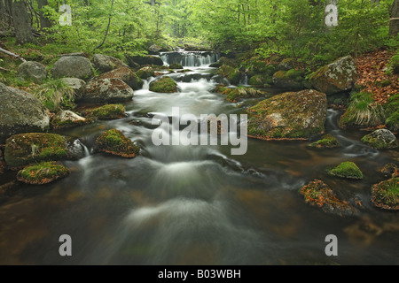 Kleine Ohe brook ditsch stream creek rivulet water lotic spring marsh fen national park bavaria forest Stock Photo