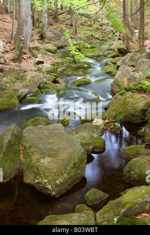 Kleine Ohe brook ditsch stream creek rivulet water lotic spring marsh fen national park bavaria forest Stock Photo