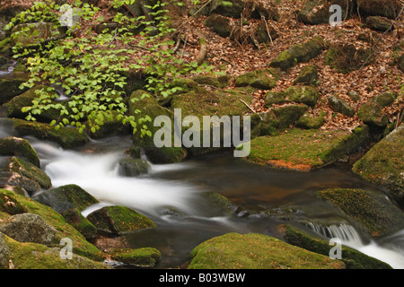 Kleine Ohe brook ditsch stream creek rivulet water lotic spring marsh fen national park bavaria forest Stock Photo