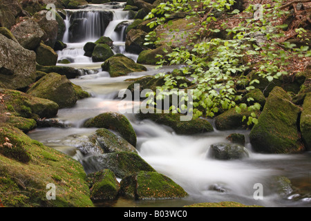 Kleine Ohe brook ditsch stream creek rivulet water lotic spring marsh fen national park bavaria forest Stock Photo