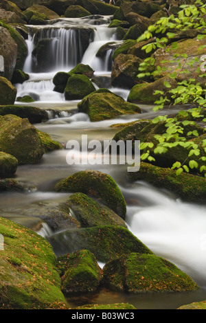 Kleine Ohe brook ditsch stream creek rivulet water lotic spring marsh fen national park bavaria forest Stock Photo