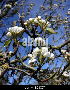 Pear tree, close up of cream/ivory coloured flowering spring-time blossom against Azure blue sky Stock Photo