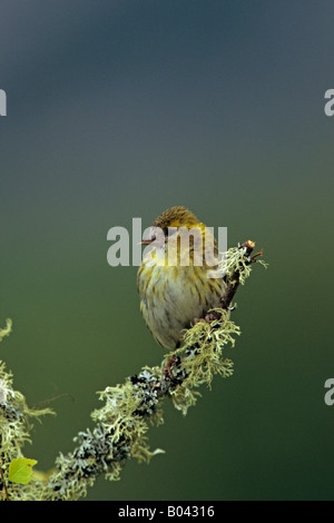 Siskin Carduelis spinus female perched on a lichen covered branch in the highlands of Scotland Stock Photo