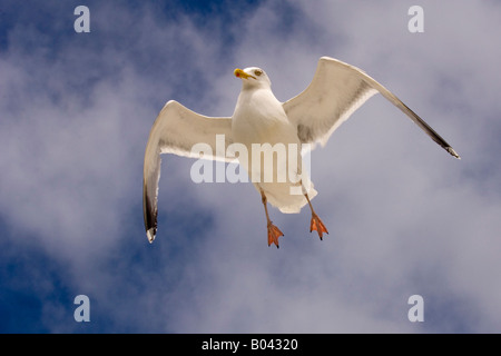 Silbermoewe Larus argentatus common European gull Stock Photo