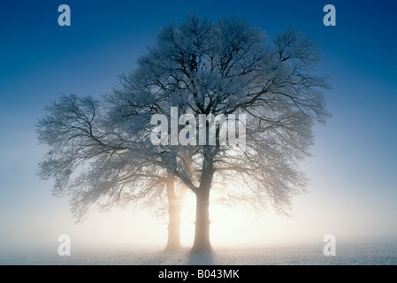 european oak oaktree in the deep winter Stock Photo