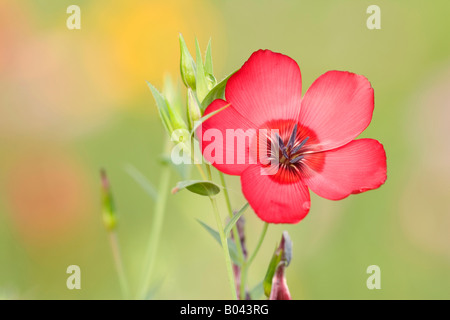 Scarlet Flax Red Flax Linum grandiflorum blossom of Scarlet Flax Germany Stock Photo