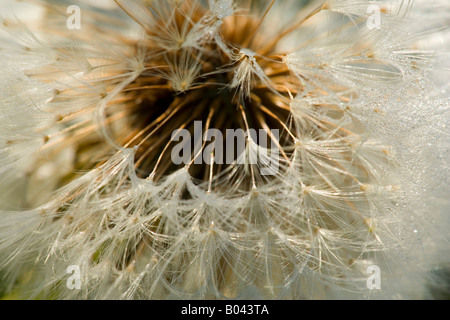 Blowball Taraxacum officinale seeds of a dandelion in back lighting Schwaebische Alb Germany Stock Photo