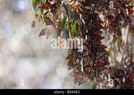 A Cluster Of Monarch Butterflies At The Monarch Butterfly Grove At ...