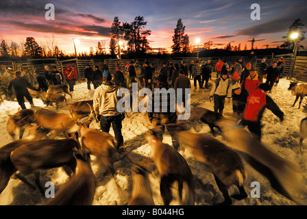 Reindeer Breeding in Lapland, sweden (Rangifer tarandus) Stock Photo