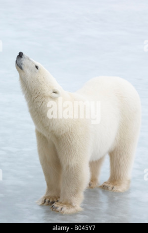 Polar Bear on Ice Stock Photo