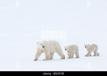 Polar Bear with Cubs Stock Photo