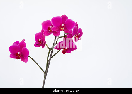 Pink orchids Stock Photo