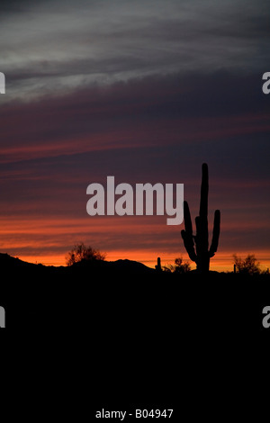 Saguaro Cactus at sunset in Sonoran Desert, Arizona Stock Photo - Alamy