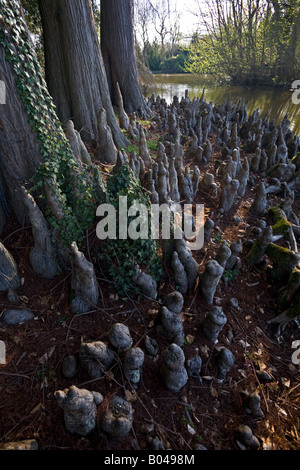 Bald Cypress pneumatophores by a river (France). Pneumatophores de Cyprès chauve (Taxodium ascendens) au bord d'une rivière. Stock Photo