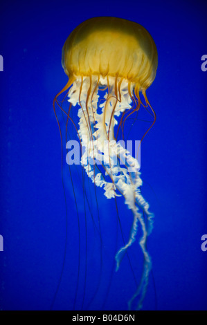 Pacific Sea Nettle (Chrysaora fuscescens) Oregon Coast Aquarium, Newport, OREGON Stock Photo
