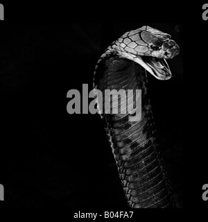 King cobra snake, largest poisonous snake in the world Stock Photo - Alamy