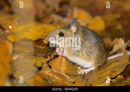 wood mouse in foliage / Apodemus sylvaticus