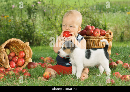 Jack Russell Terrier puppy and small boy on meadow between apples Stock Photo