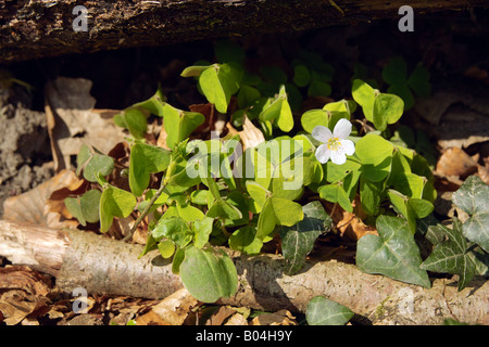 Wood Sorrel (Oxalis Acetosella) growing in woodland. Stock Photo