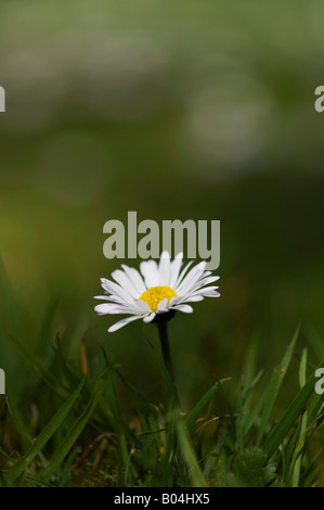 Bellis perennis. Daisy in the grass Stock Photo