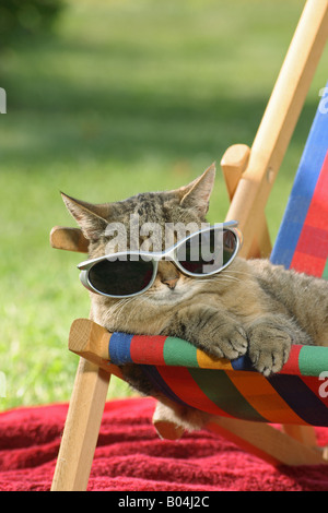 domestic cat - lying on deck chair Stock Photo