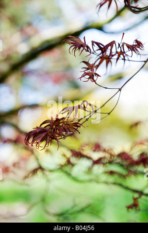 Acer palmatum 'Bloodgood'. Japanese maple 'Bloodgood' tree leaves in spring. UK Stock Photo