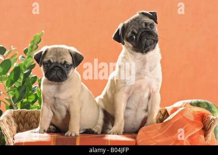 two young pugs - sitting on sofa Stock Photo