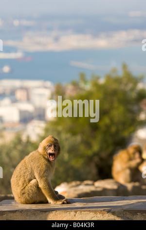 Barbary Macaques (aka Barbary Apes), Macaca sylvanus, The Rock of Gibraltar, Gibraltar, Britain, United Kingdom. Stock Photo