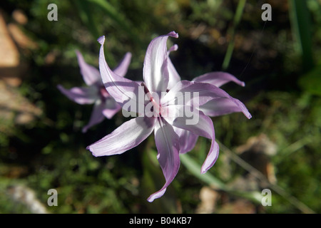 Henderson's fawn-lily Erythronium hendersonii Stock Photo