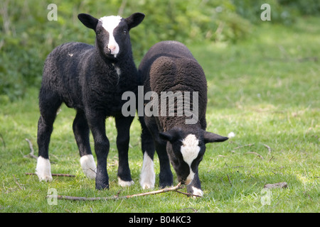 Two Zwartbles lambs in field Stock Photo