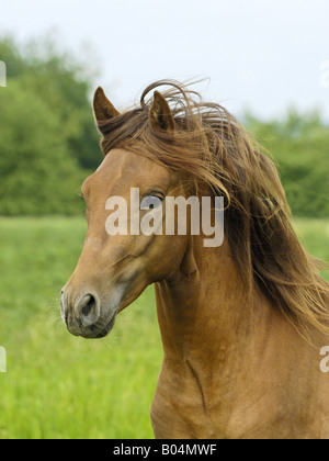 2 years old Paso Fino Horse stallion Stock Photo