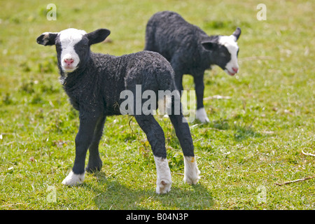 Two Zwartbles lambs in field Stock Photo