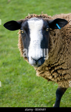 Head of Zwartbles sheep Stock Photo