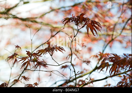 Acer palmatum 'Bloodgood'. Japanese maple 'Bloodgood' tree leaves in spring. UK Stock Photo