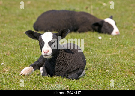 Zwartbles lambs laying in field Stock Photo