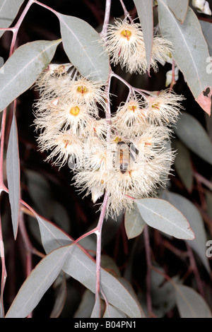 Caley's Ironbark/Drooping Ironbark Flowers-Eucalyptus caleyi-Family Myrtaceae and Honey Bee- Apis mellifera Stock Photo