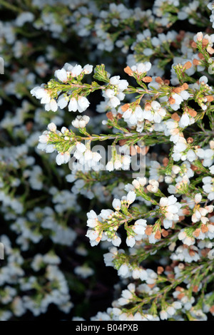 Erica flowers - Family Ericaceae Stock Photo