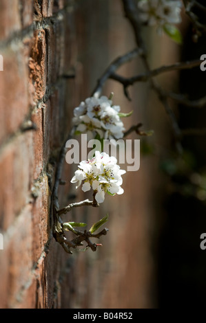 Prunus. Cherry tree blossom against a brick wall. UK Stock Photo